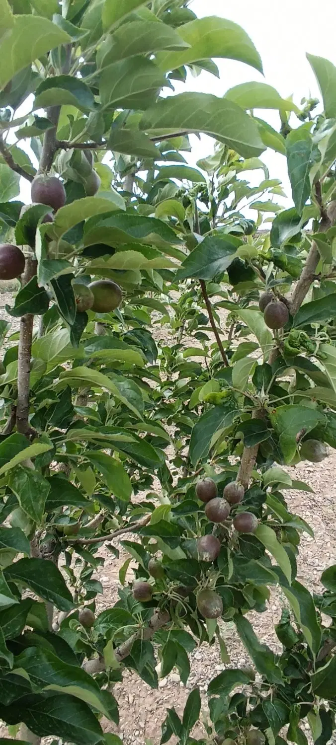 فروش باغ