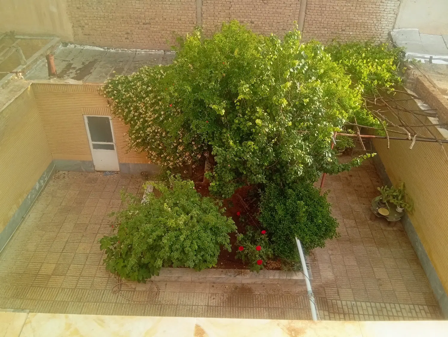 اجاره