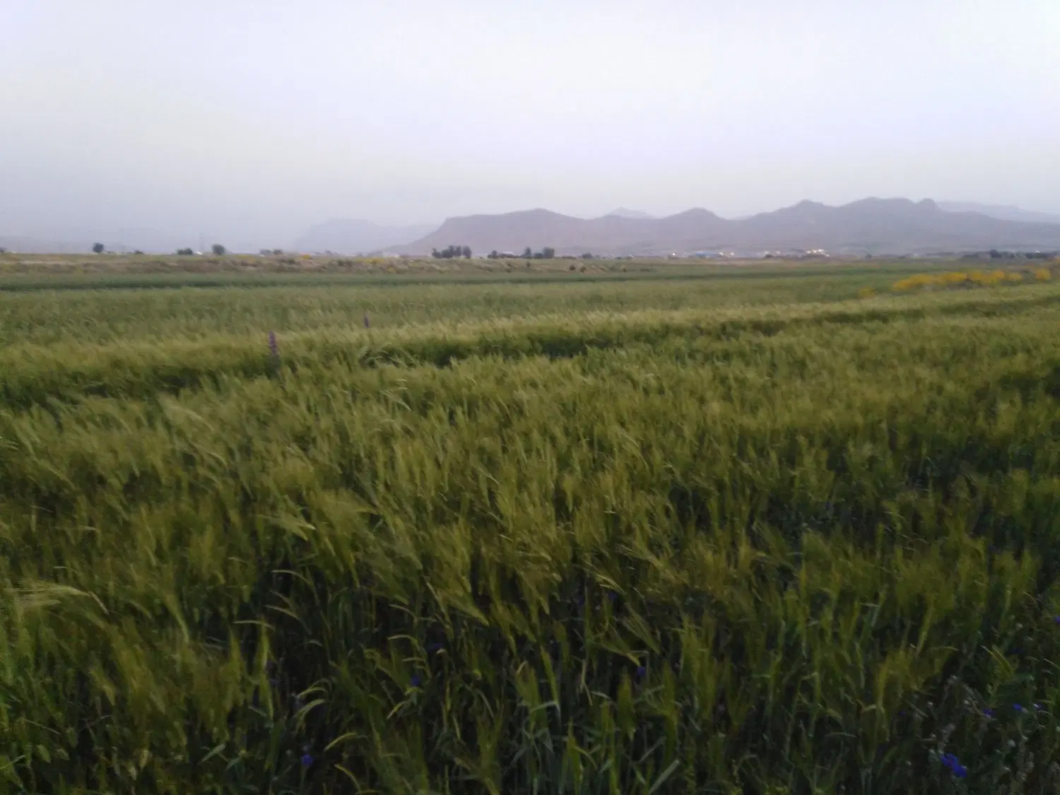 فروش زمین دامداری قلنگان