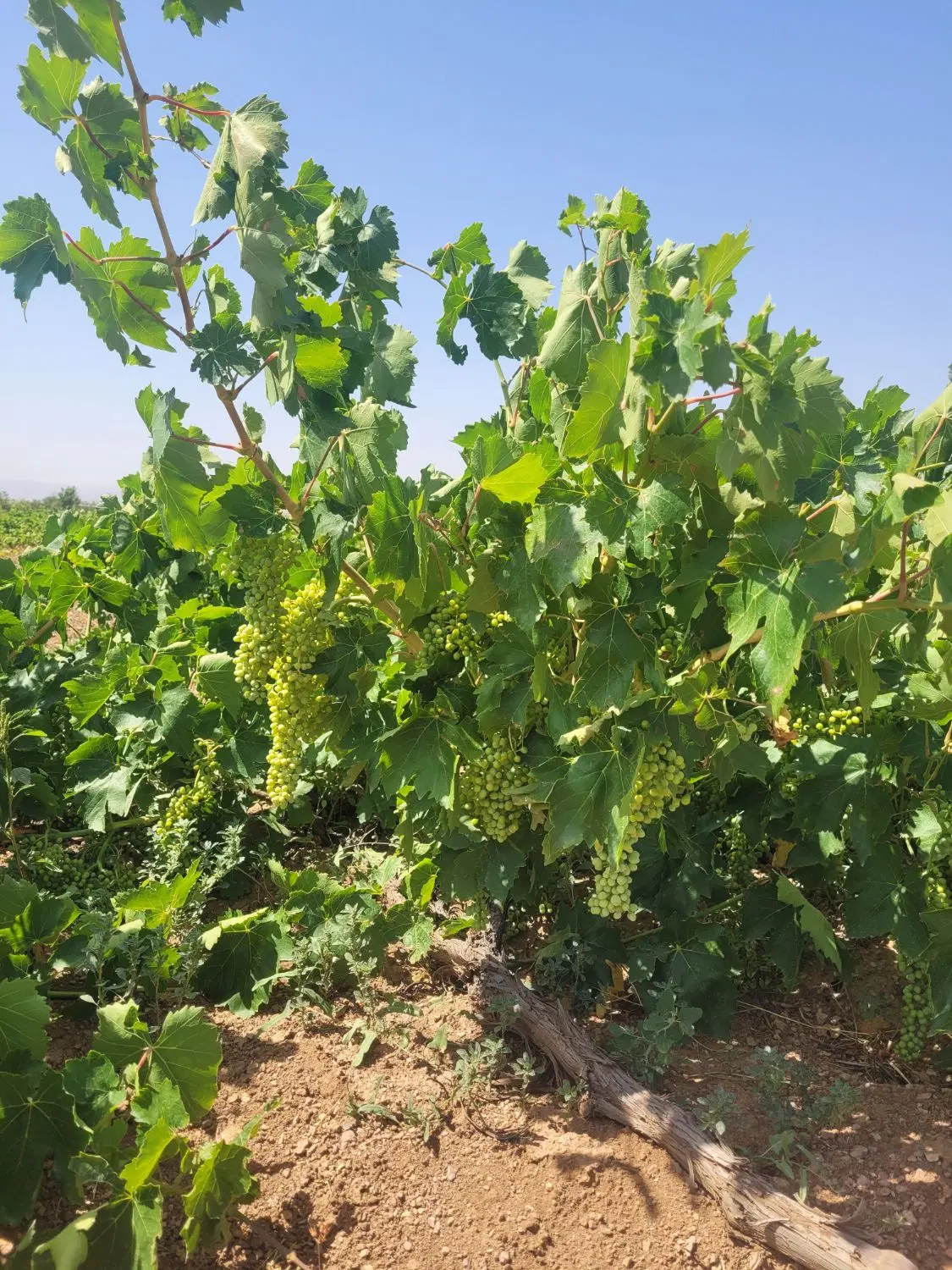 فروش باغ انگور