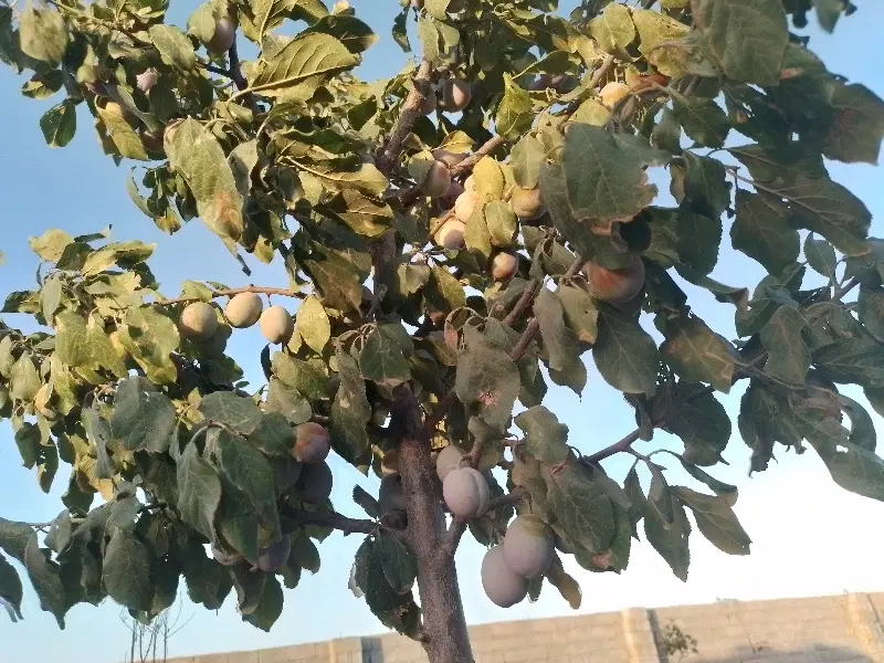 زمین باغی