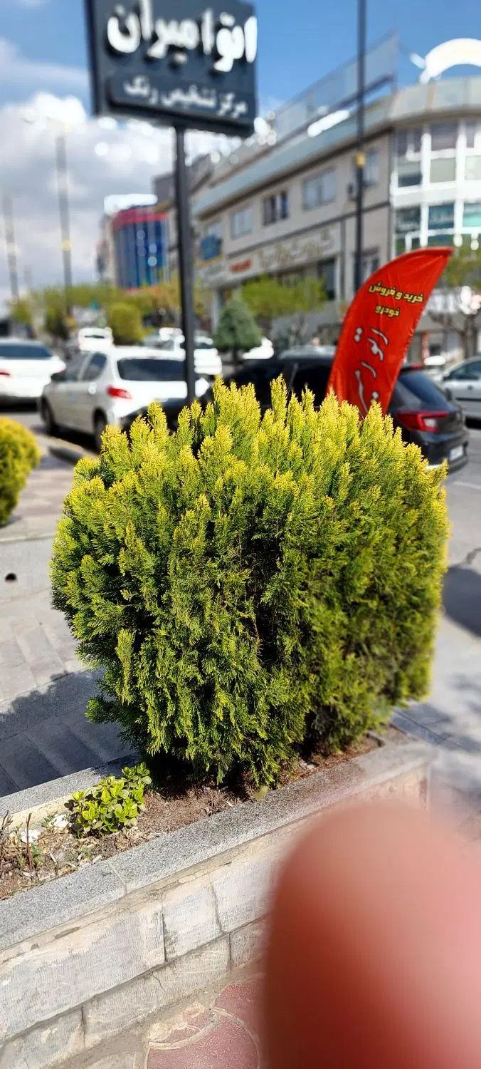 خاک با ارزش تر از طلا
