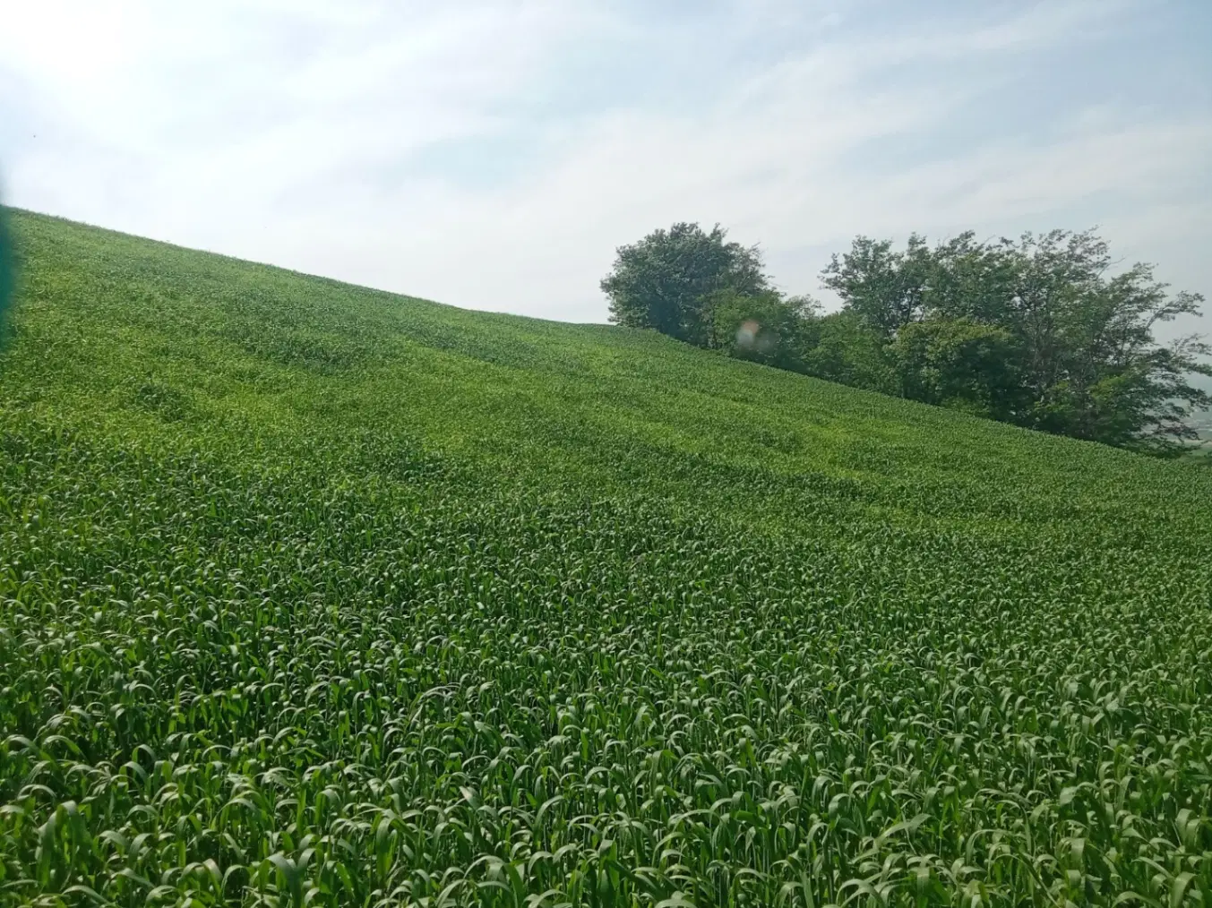 زمین ۱ هکتار