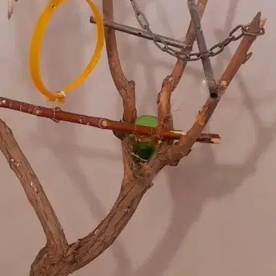 باغچه