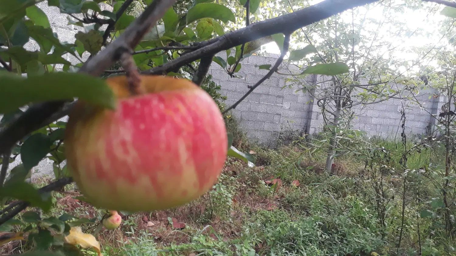 فروش زمین باغی