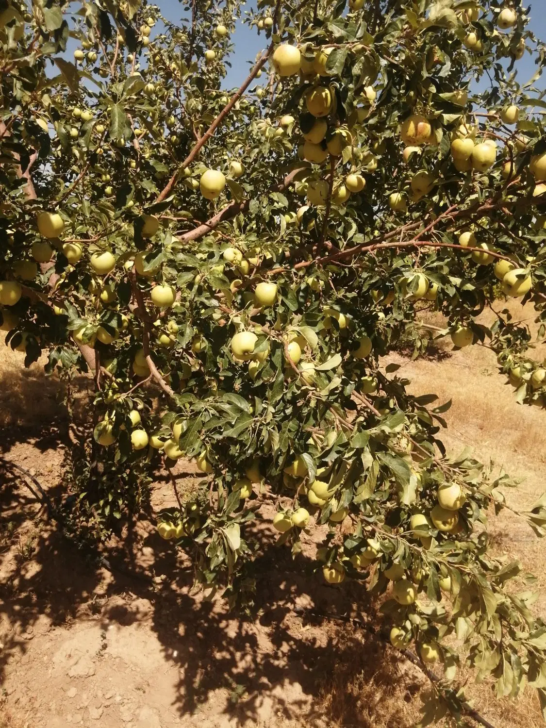 باغ در سطانیه