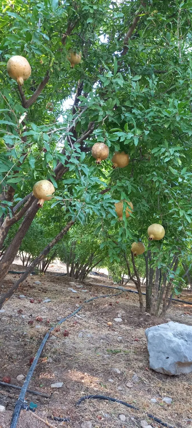 فروش باغ