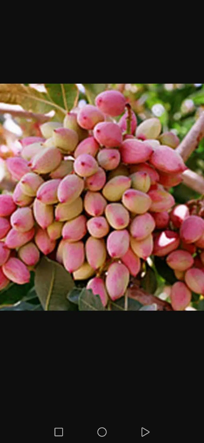 اجاره باغ پسته