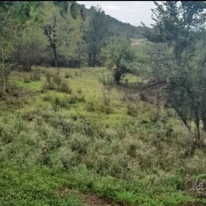 زمین باغی مسکونی