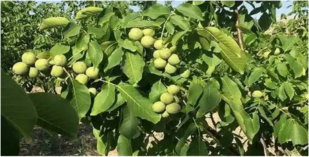 گردو اجاره باغ گردو