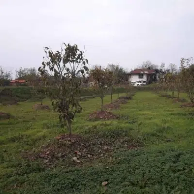 زمین مناسب برای باغ مالک اباد