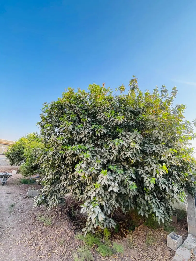 زمین ۸۵ متری سر کمر بندی امیرامنین