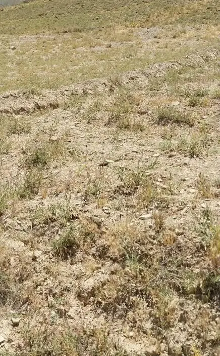 زمین کشاورزی