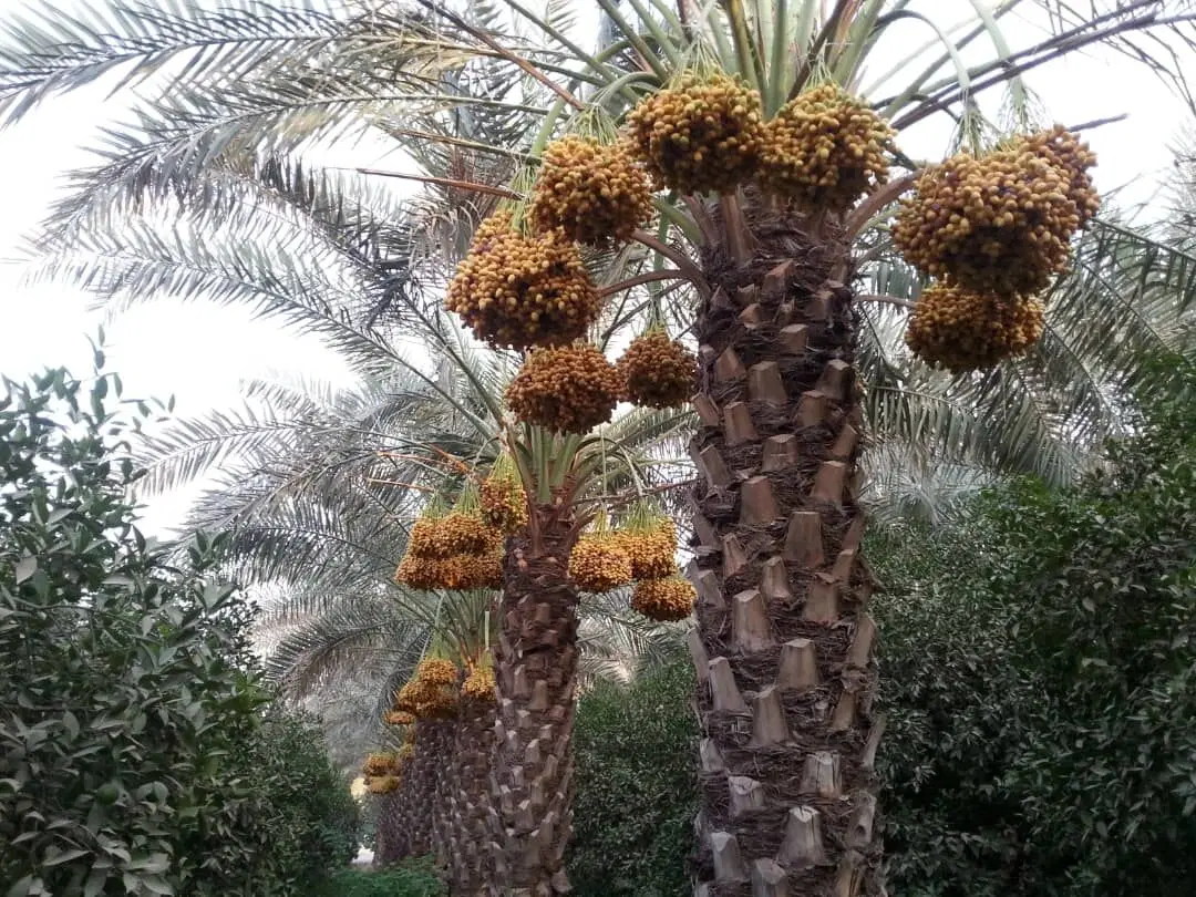 فروش زمین ۵۳۵ متری با موقعیت مناسب در جنگیه
