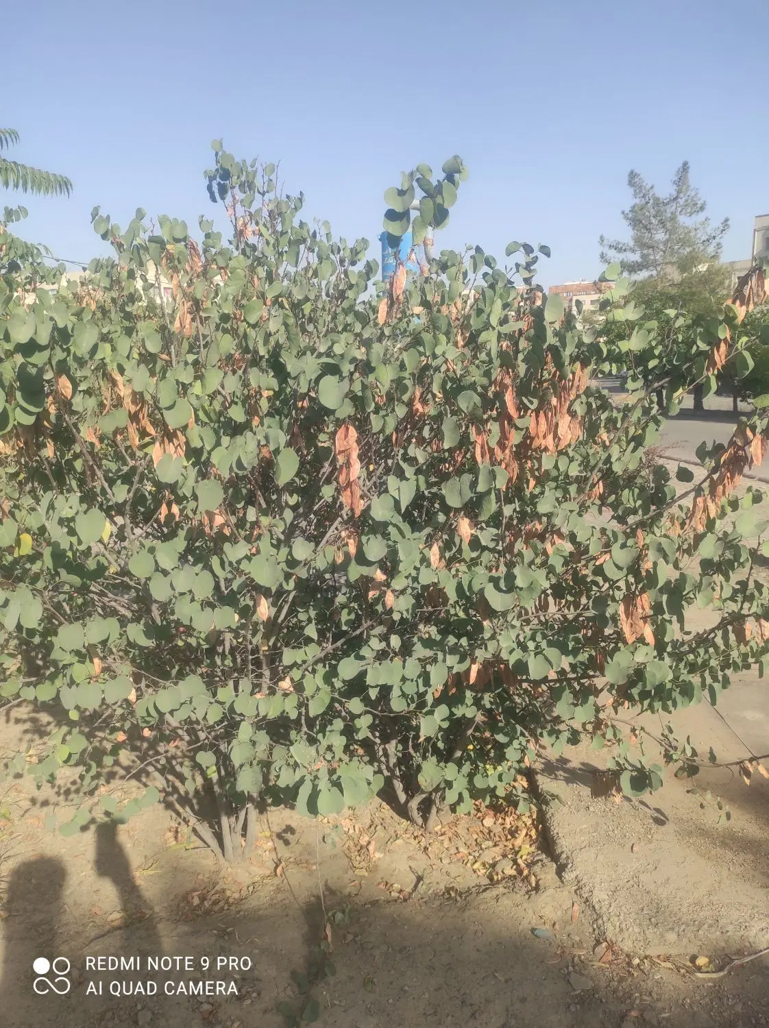 کاهو باغچه 700 متری با امتیاز