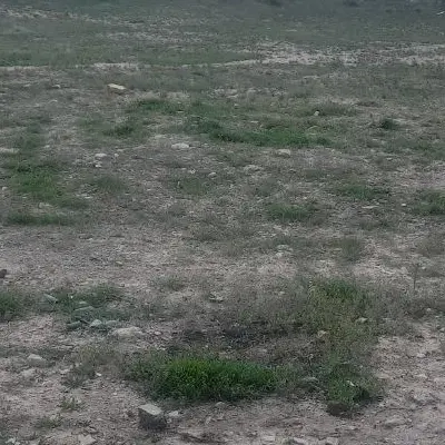 فروش زمین در  اسفراین ، روستای  چهاربرج