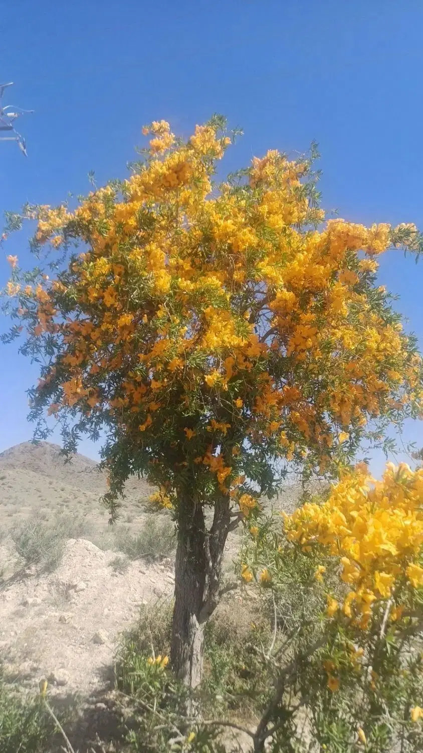 فروش ۱۰۰قصب زمین کشاورزی در شهرستان بافت