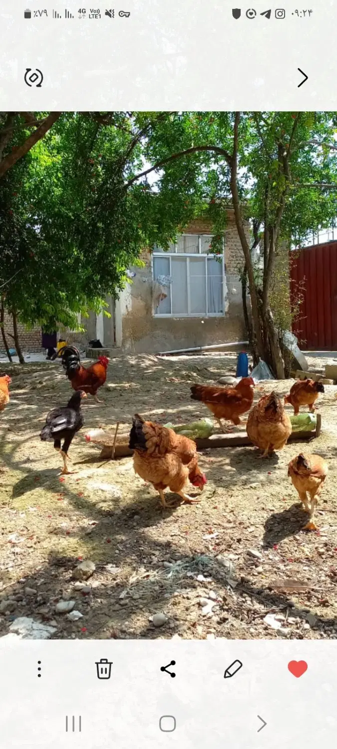 ملکی به متراژ۳۰۰متر