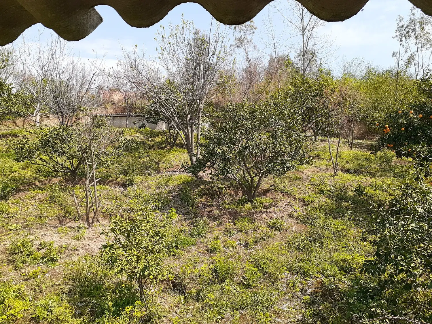 زمین باغی در خلیل شهر