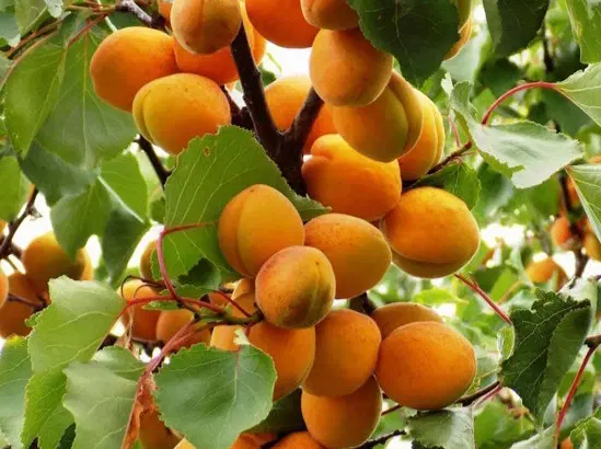 باغ ۲ ساعت آب ملکی