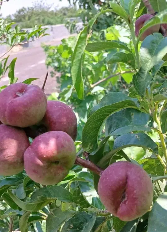 باغ باغچه  ویلا  سر سبز