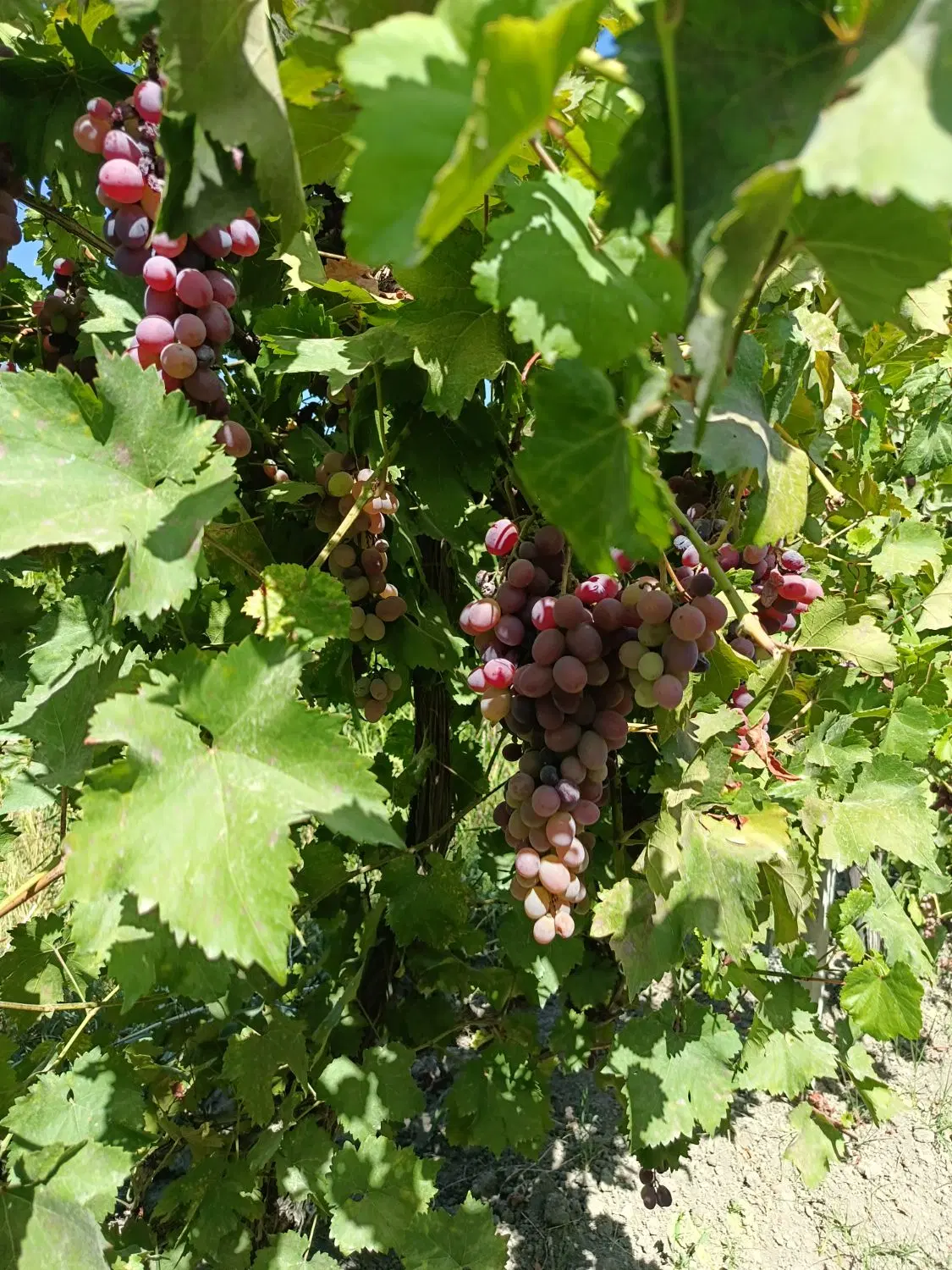 فروش باغ و باغچه شیخ سرمست و معاوضه