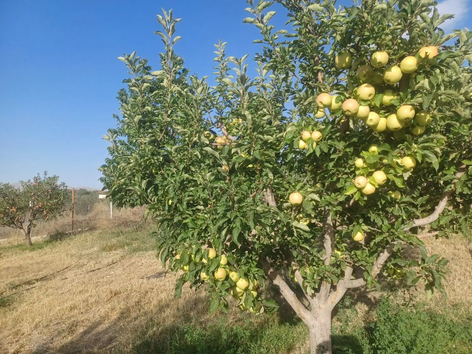 فروش باغ در اهر