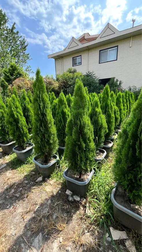 زمین اجاره ای