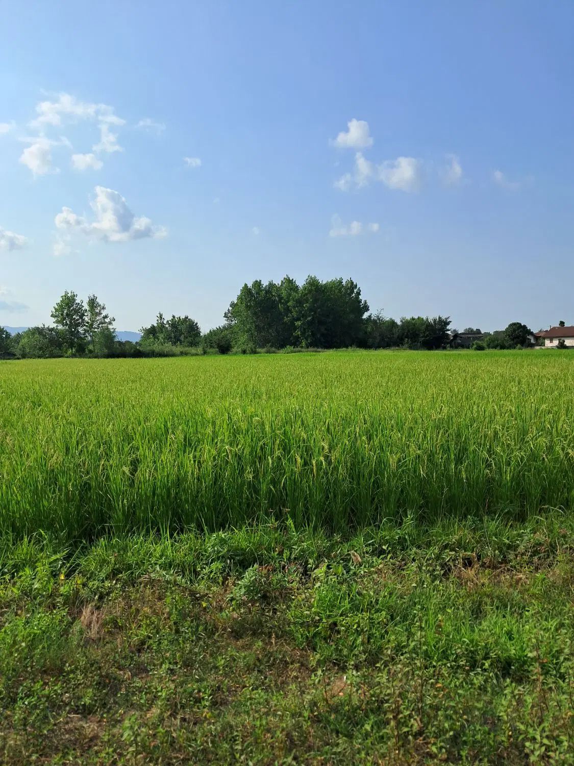مزرعه برنج مکانیزه باجاده دسترسی