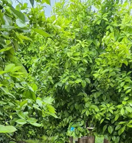 فروش باغچه بنجعفر مروارید