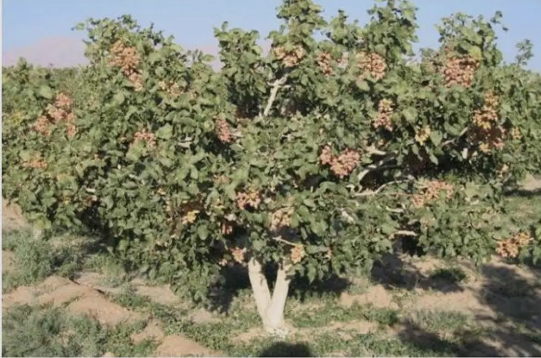 ۲ دانگ باغ پسته به مساحت ۱۸۰۰۰ هزار متر