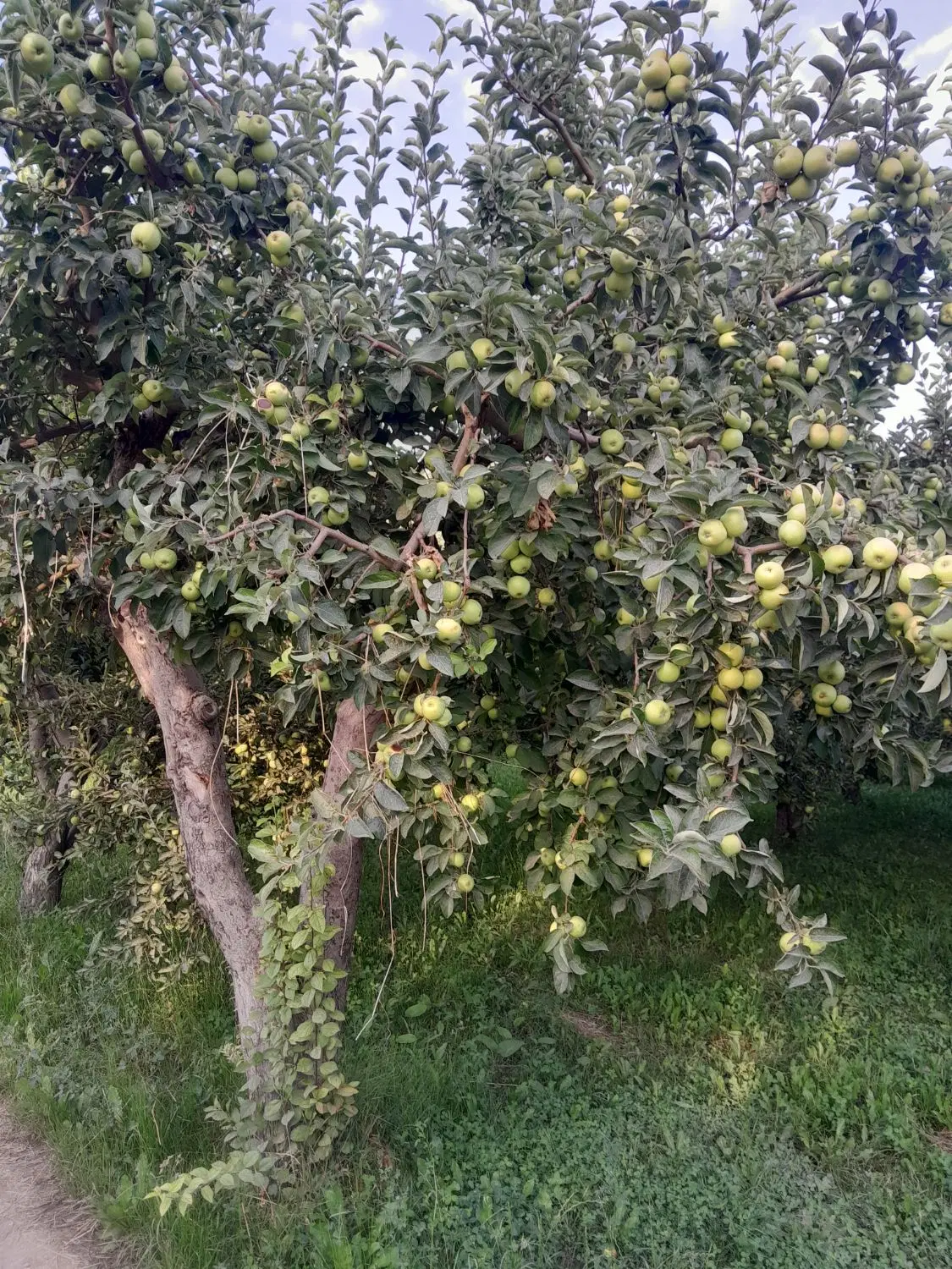 دو جریب باغ سیب زرد و قرمز با برج جهان اباد املاک