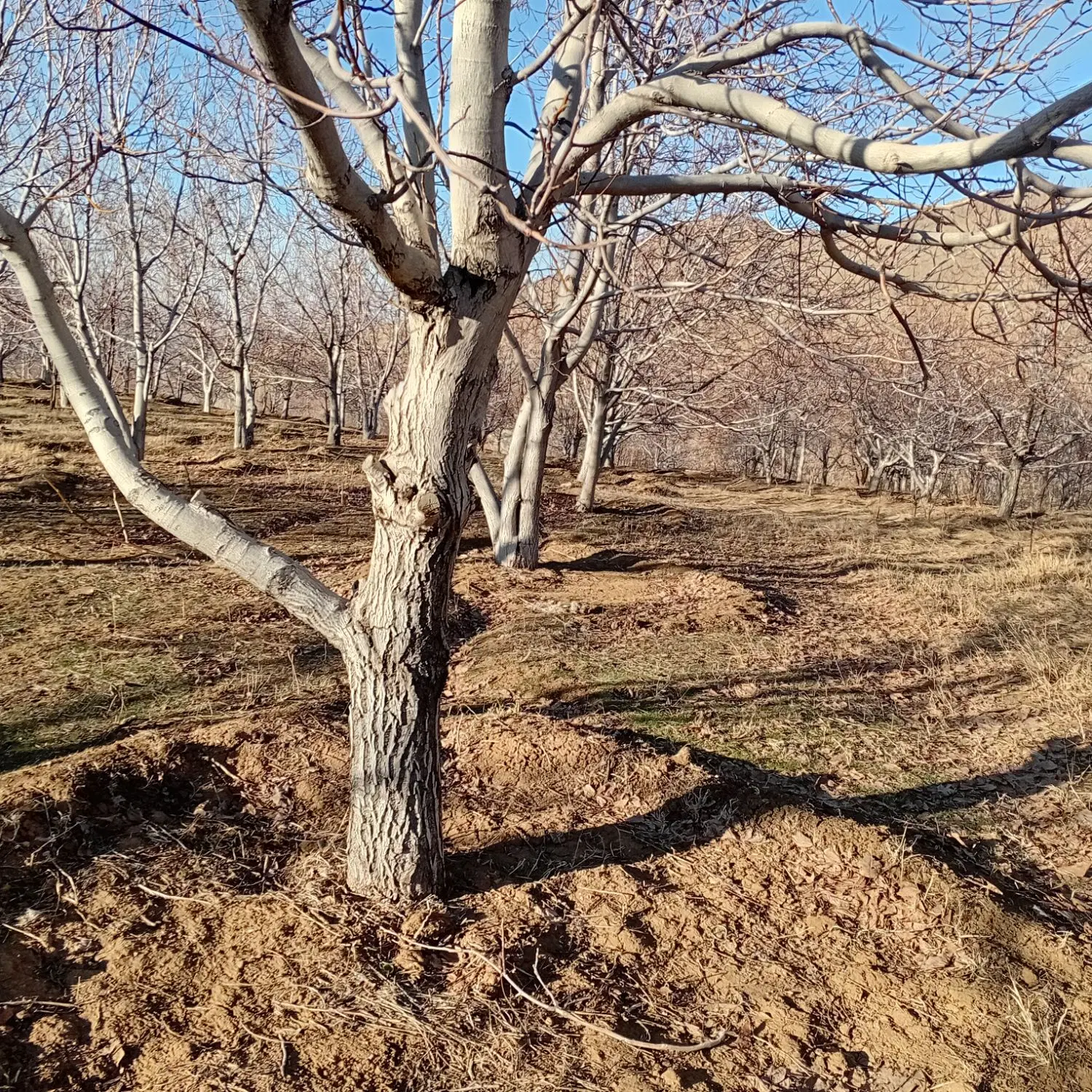 باغ‌ فروشی روستای نوراباد