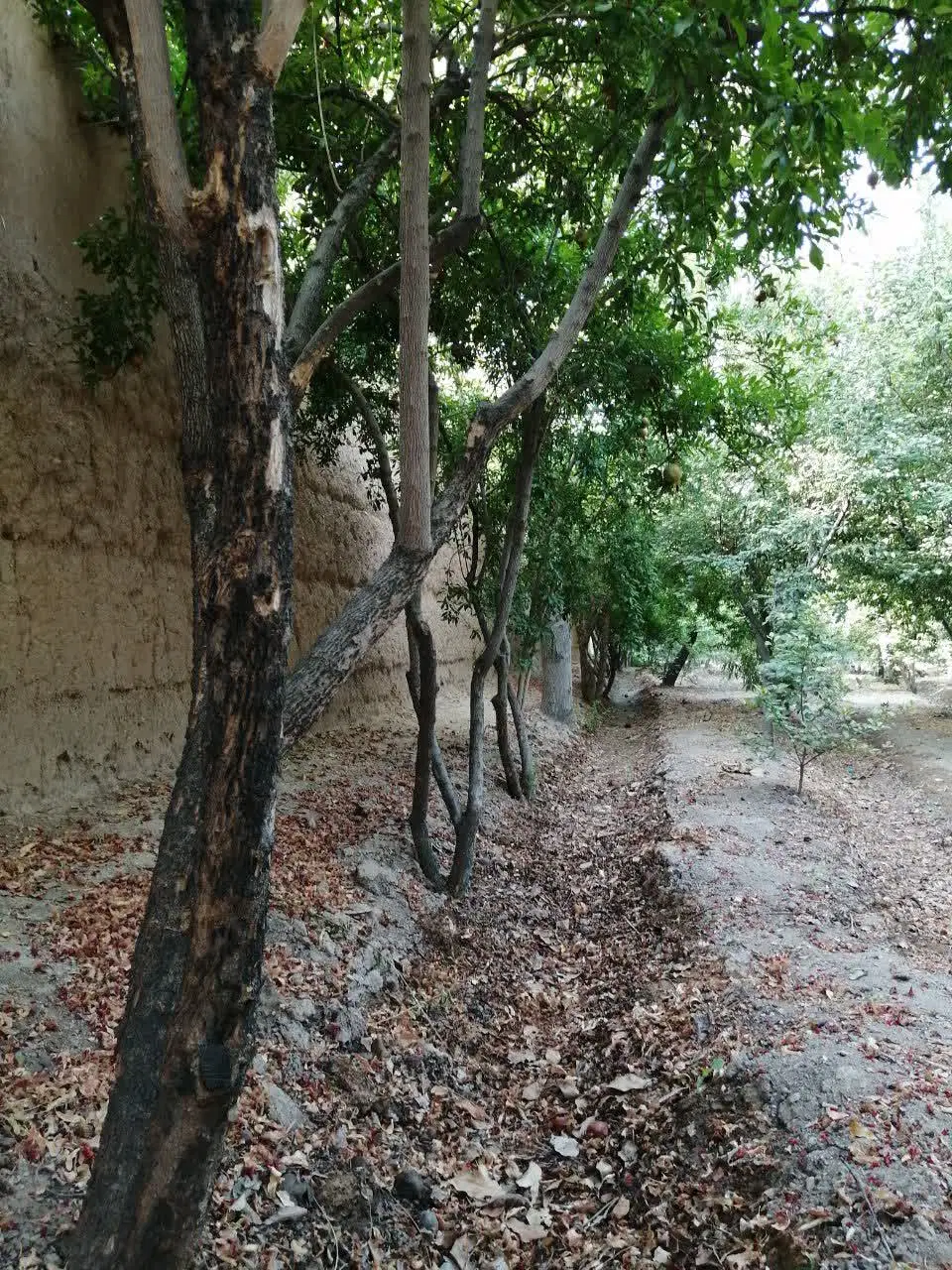 زمین کشاورزی
