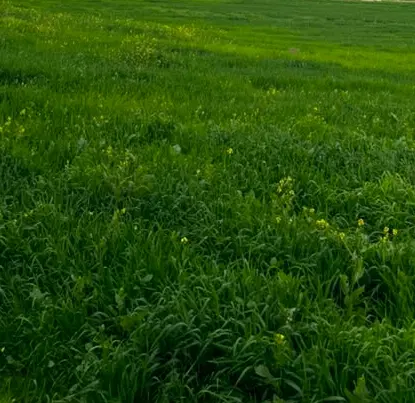 سه هکتار زمین کشاورزی سراب ننیز