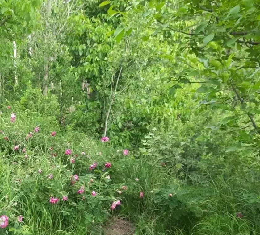 باغ گردبیشه