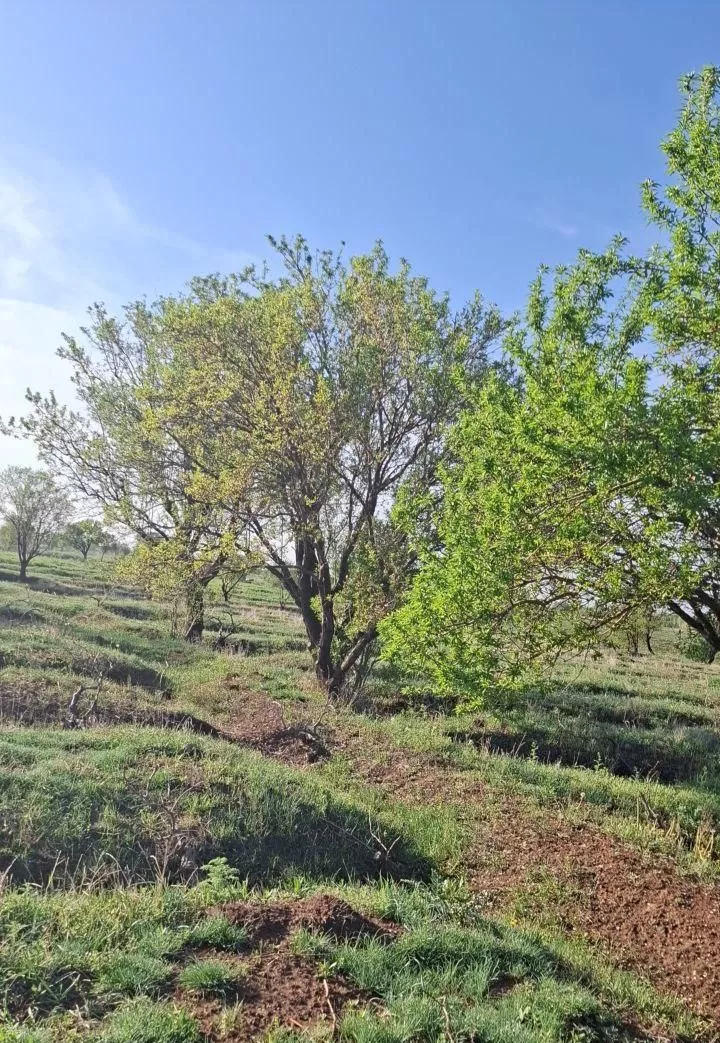 باغ انگور و بادام با ۳ ساعت اب از موتور
