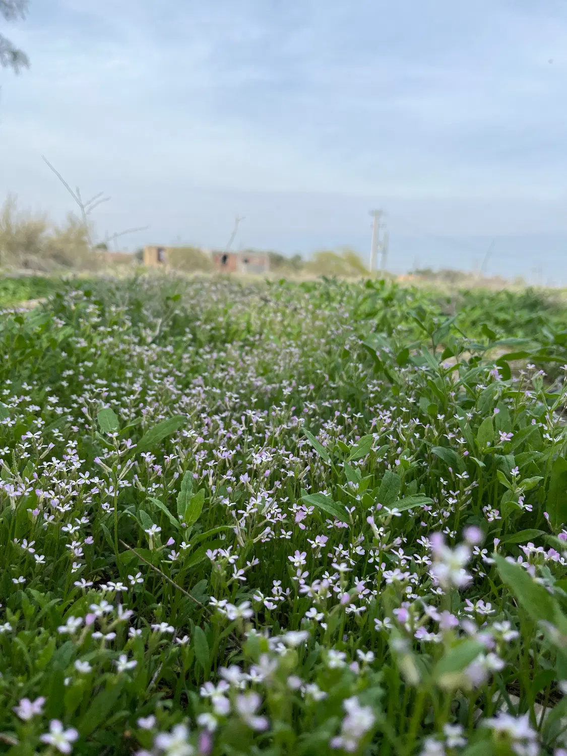 زمین فروشی ناصرآباد