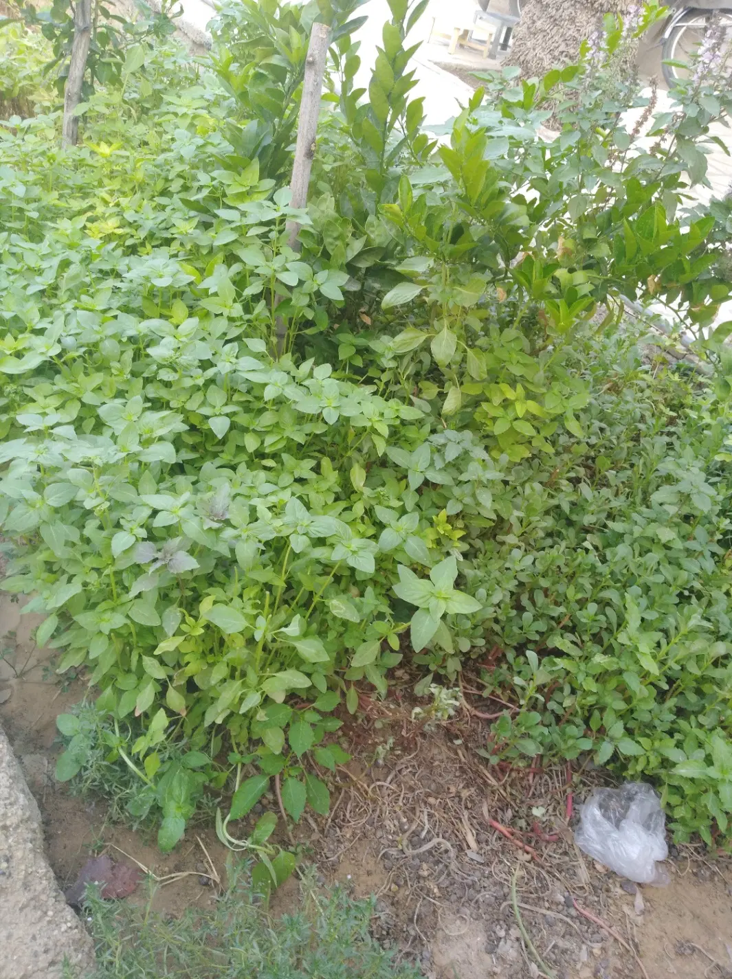 زمین کشاورزی
