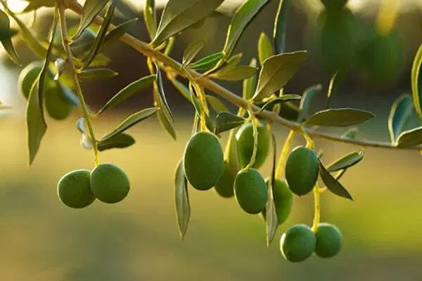 باغ میوه