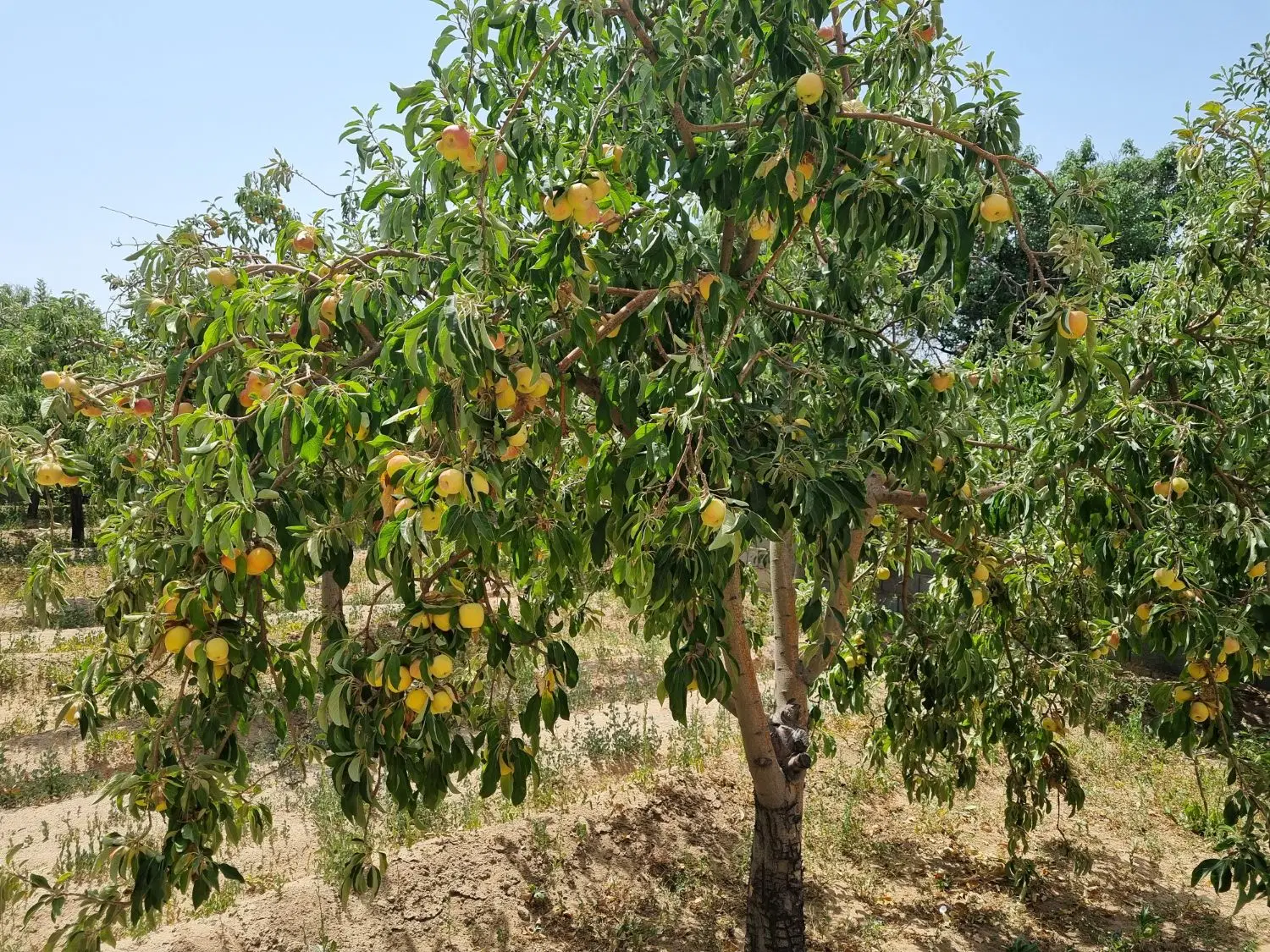 باغ میوه _ سرو ارنان _ مناسب سرمایه گذاری