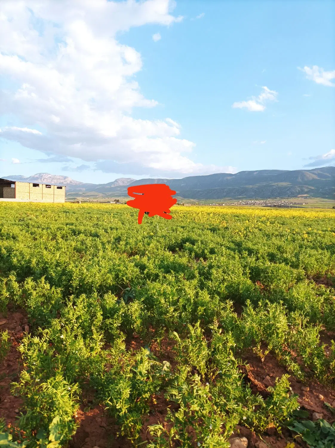 زمین کشاورزی روستای چنارخیری