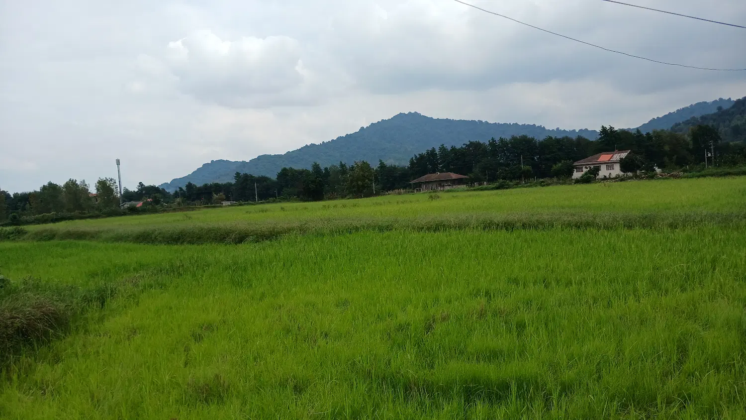 فروش زمین شالیکاری درروستای زیبای دارباغ