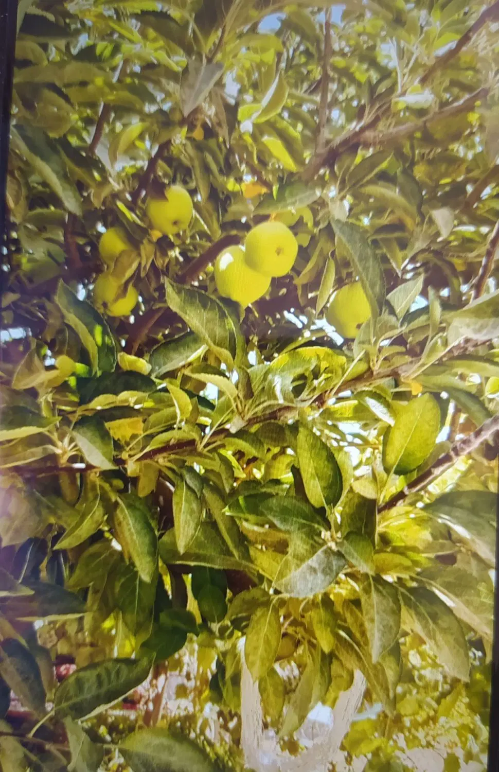 زمین کشاورزی طرح گلخانه ای