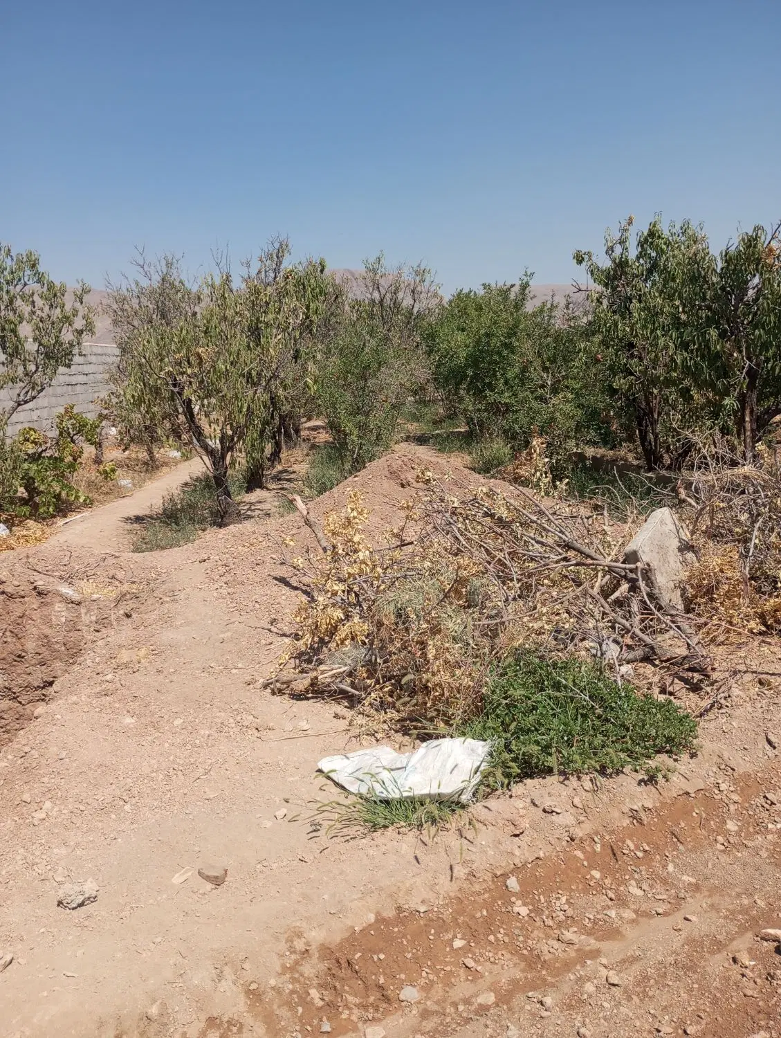 زمین باغی