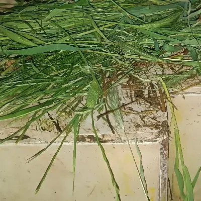 زمین مسکونی شمالی