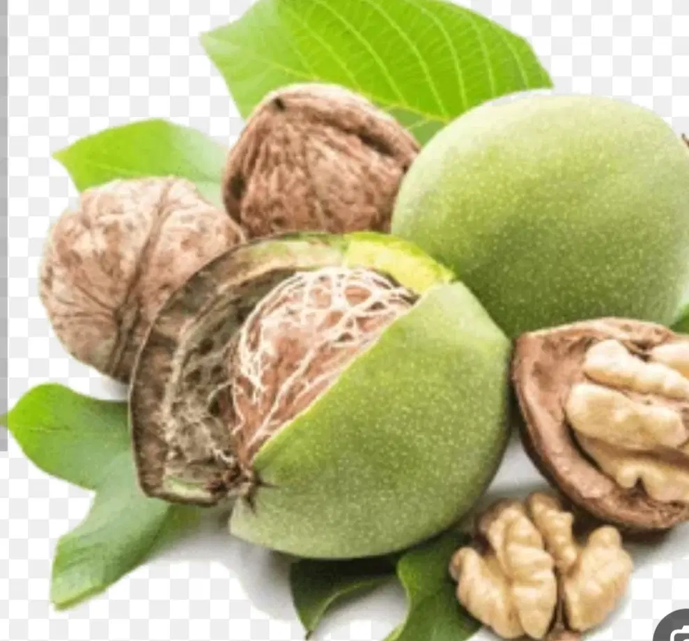 اجاره دادن باغ گردو