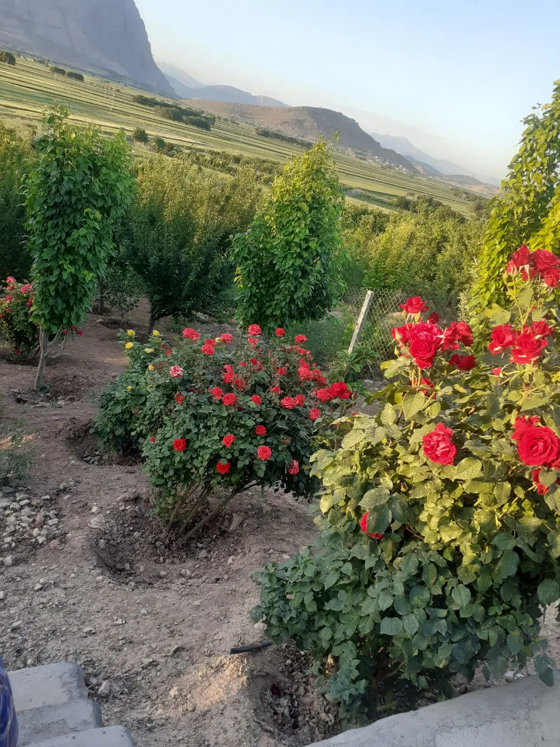 باغ، نرسیده پلیس راه