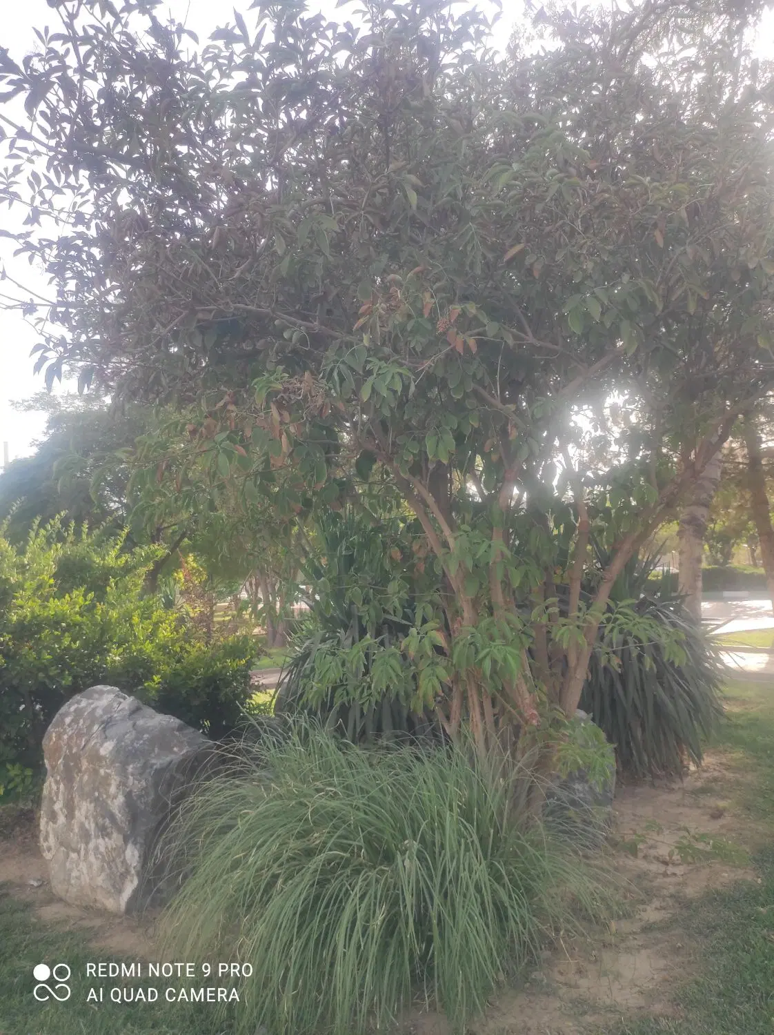 کاهو زمین شرکت برق