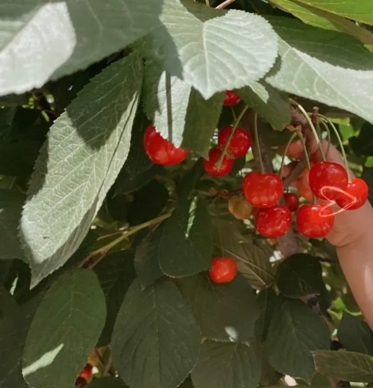 زمین باغی ۳۰۰ متر و۵۰۰
